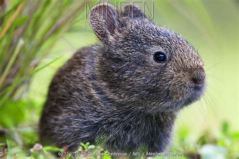 Minden Pictures stock photos - Volcano rabbit (Romerolagus diazi) Milpa Alta forest, Mexico ...