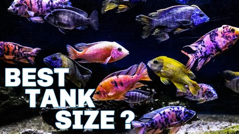 African Cichlids - Which Tank Size Should You Get? - YouTube