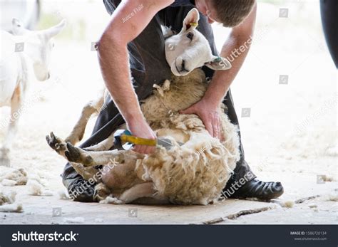 Sheep Shearer Shearing Sheep Wool Traditional Stock Photo 1586720134 ...