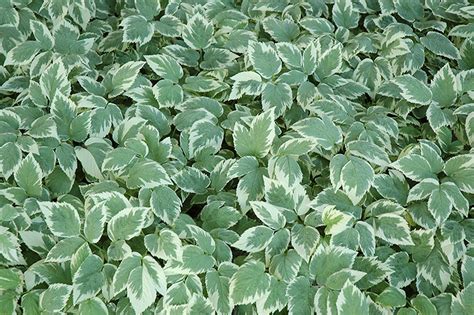 8 Ground Cover Plants and the Benefits of Growing Them