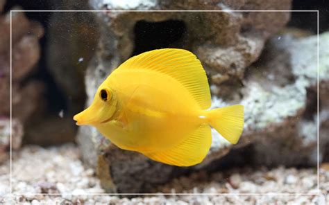 Yellow Tang - Species Profile & Facts