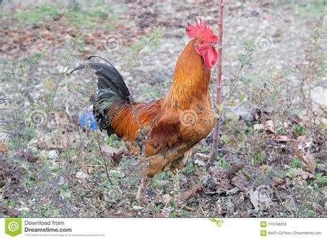 `Denizli` rooster stock image. Image of hair, garden - 115768259