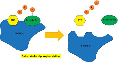 5.1: Energy, Matter, and Enzymes - Biology LibreTexts