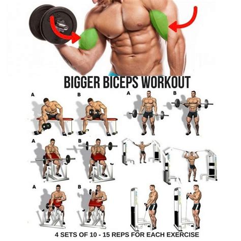 Biceps Workout step by step guide | Big biceps workout, Biceps training ...