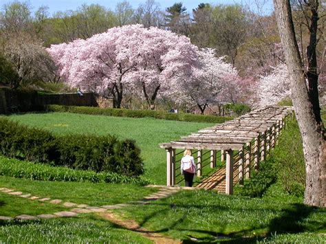 Dumbarton Oaks at Cherry Blossom Time