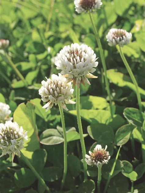 White Clover Seed for Lawns | $125+ Orders Ship Free