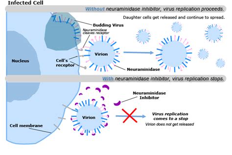 What is the Difference Between Hemagglutinin and Neuraminidase | Compare the Difference Between ...