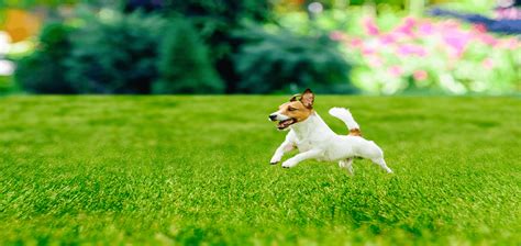 How To Care For A Lawn With Dogs - Chorbie Home Services