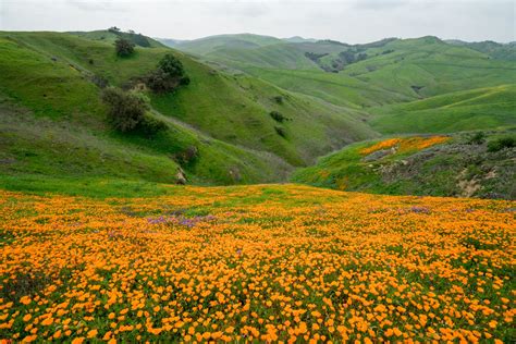 Chino Hills State Park, California 2019 | Chino hills state park, California wildflowers, State ...