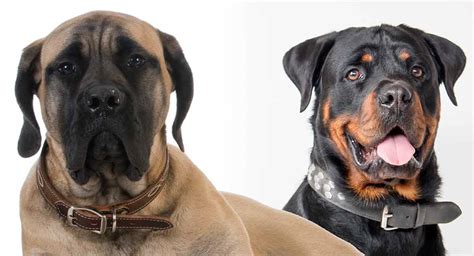 Rottweiler Mastiff Mix – A Larger Than Life Crossbred Dog!