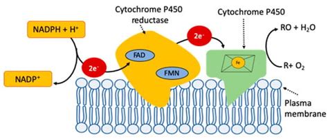 Antioxidants | Free Full-Text | Role of Cytochrome P450 Enzymes in ...