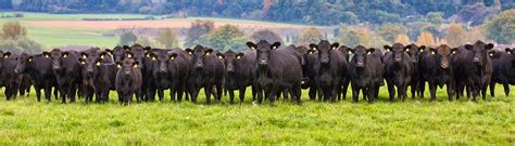 Aberdeen Angus Cattle Society | SellMyLivestock - The Online Livestock ...