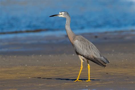 Australian Water Birds - Australia's Wonderful Birds