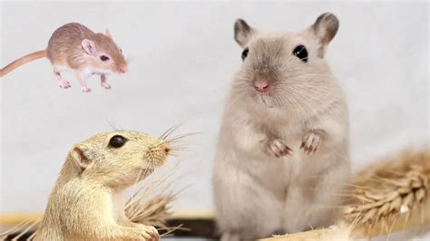 Types of gerbil breeds – All Small Pets