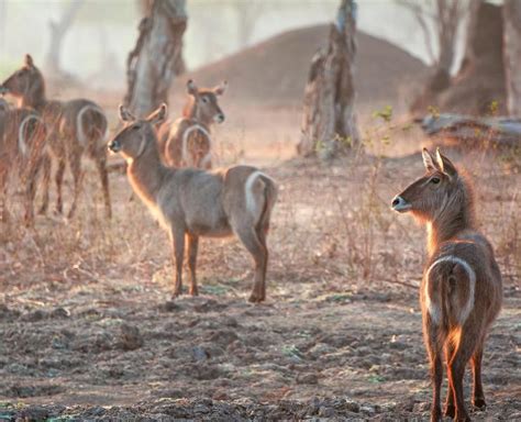 Waterbuck | African Wildlife Foundation