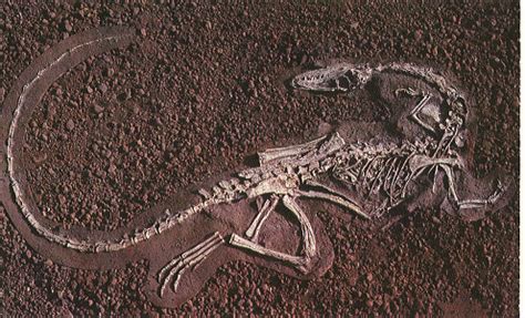 Compsognathus Fossil Specimen | Dinosaur fossils, Fossil art ...