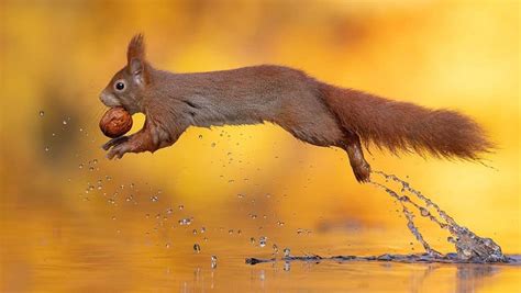 Adorable Red Squirrel Photography Captures One With a Nut Over Water