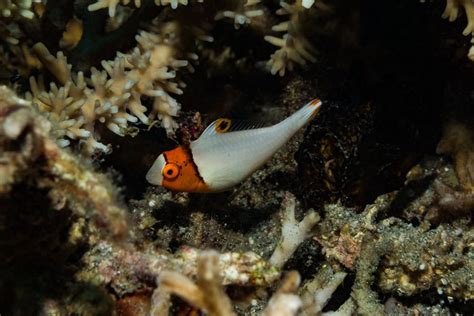 Scuba Diving in Leyte, Philippines - Bluewater Dive Travel