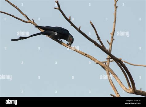 Drongo bird india hi-res stock photography and images - Alamy