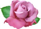 Soft Pink Rose PNG Clip Art Transparent Image | Gallery Yopriceville - High-Quality Free Images ...