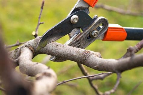 The Best Extendable Tree Pruners For 2024 - Minneopa Orchards