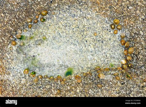 Common limpet (Patella vulgata) is an edible marine mollusk. This photo ws taken in Brittany ...