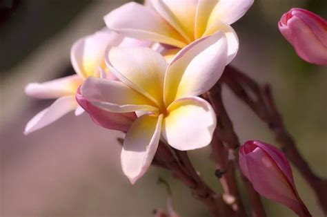 Frangipani Tropical Spa Flower. Plumeria — Stock Photo © Subbotina #12802678