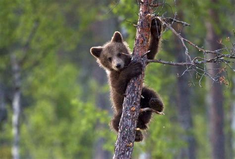 French Red Bear | Wildlife photos, Bear cubs, Bear