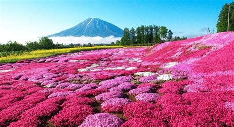 Hokkaido: Japan's Wild Island - Itinerary & Map - Wilderness Travel | Flower festival, Flower ...