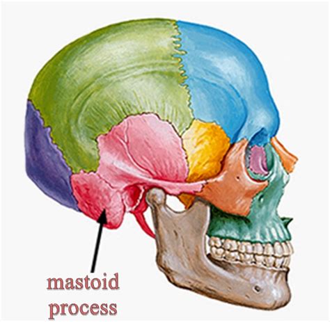 Where Is Mastoid Process