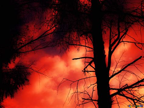 Download free picture Scary forest red on CC-BY License ~ Free Image Stock tOrange.biz ~ fx №213327