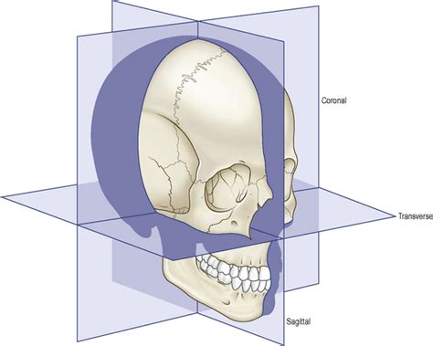 Sagittal Plane Head