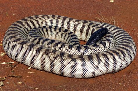 Black-Headed Python Aspidites melanocephalus. Photo Brian Bush | Pet snake, Reptiles and ...