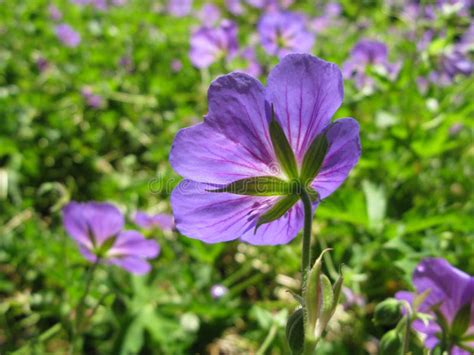 Summer Flowers in Maine stock photo. Image of botanical - 60738982