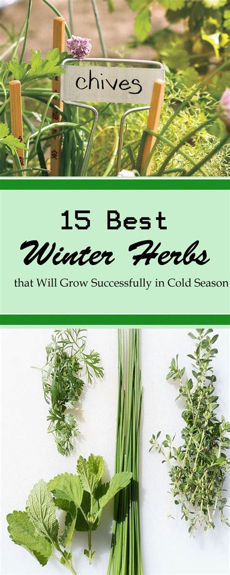 15 Best Winter Herbs that Will Grow Successfully in Cold Season | Winter vegetables gardening ...