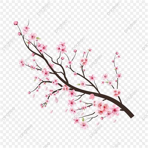 Sakura Cherry Blossom Vector Design Images, Cherry Blossom Tree Branch Png With Spreading Pink ...