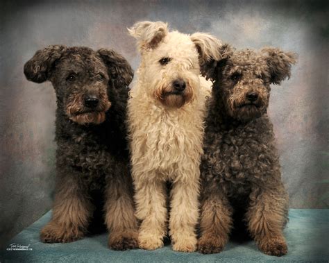 Pumi puppies -- descendants of the Hungarian Puli. Description from ...