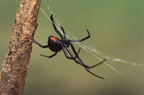 Black Widow Spider Bite : Necrotizing Fasciitis And Spider Bites ...