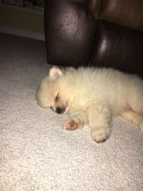 Sleeping Pomeranian puppy! | Cute dogs, Cute animals, Pomeranian puppy