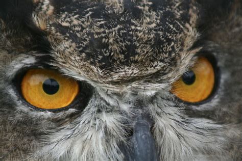 Great Horned Owl Eyes Free Stock Photo - Public Domain Pictures