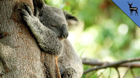 The Real Reason Koalas Hug Trees - YouTube