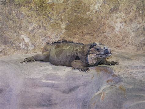 The Online Zoo - Rhinoceros Iguana