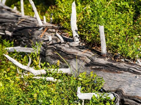 Tornado Damage Prompts Special Brush Collection In Naperville ...