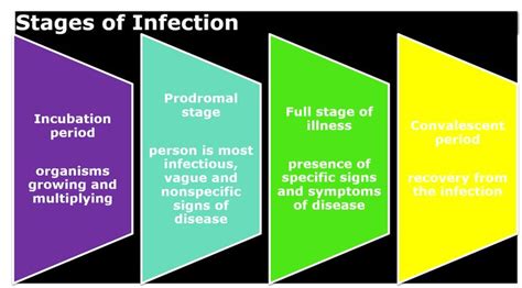 Stages of Infection by Me from Level 1 Nursing School Maslow’s Hierarchy Of Needs, Nursing ...