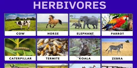 Herbivore: List of Herbivore Animals with Interesting Facts - English Saga