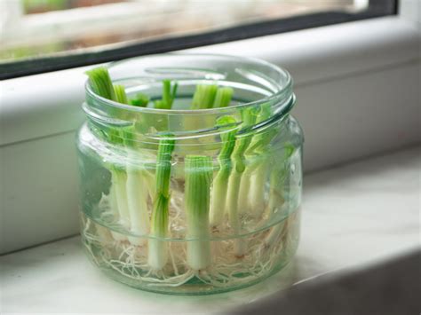 Vegetables You Can Grow From Scraps - the Imperfectly Happy home