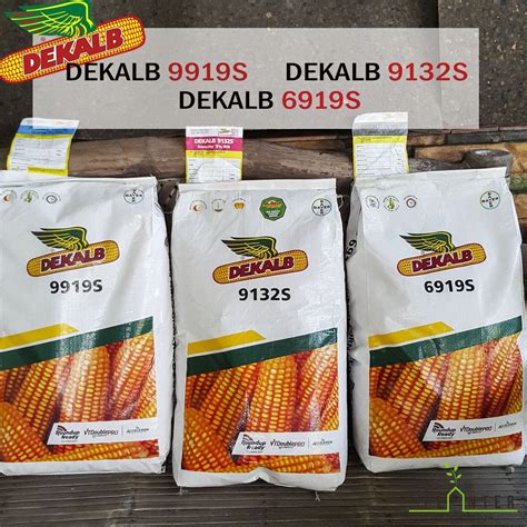 DEKALB Corn Hybrid Seeds –(10 kilos) 35,000 KERNELS- BAYER Crop Science ...