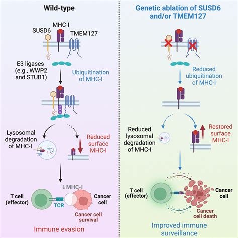 A membrane-associated MHC-I inhibitory axis for cancer immune evasion ...