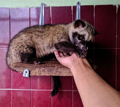 Musang Pandan In English / Story Tentang Musang Bersarang Di Plafon ...