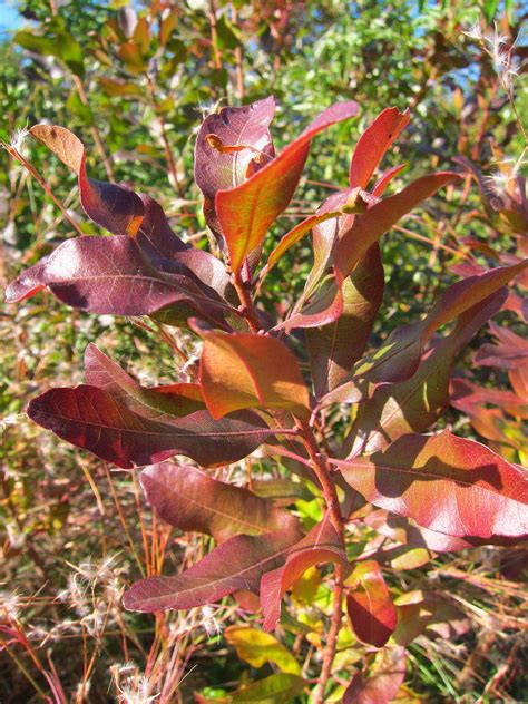 Gardening 101: Northern Bayberry - Gardenista